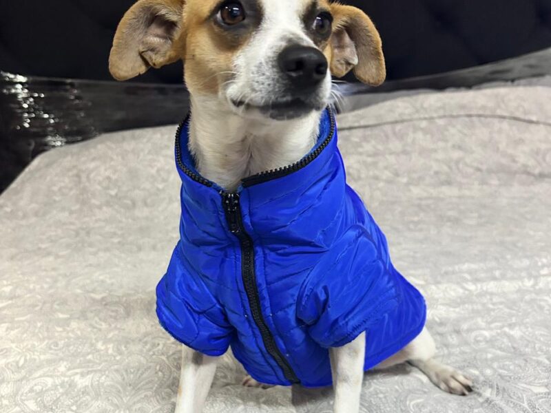 MILO