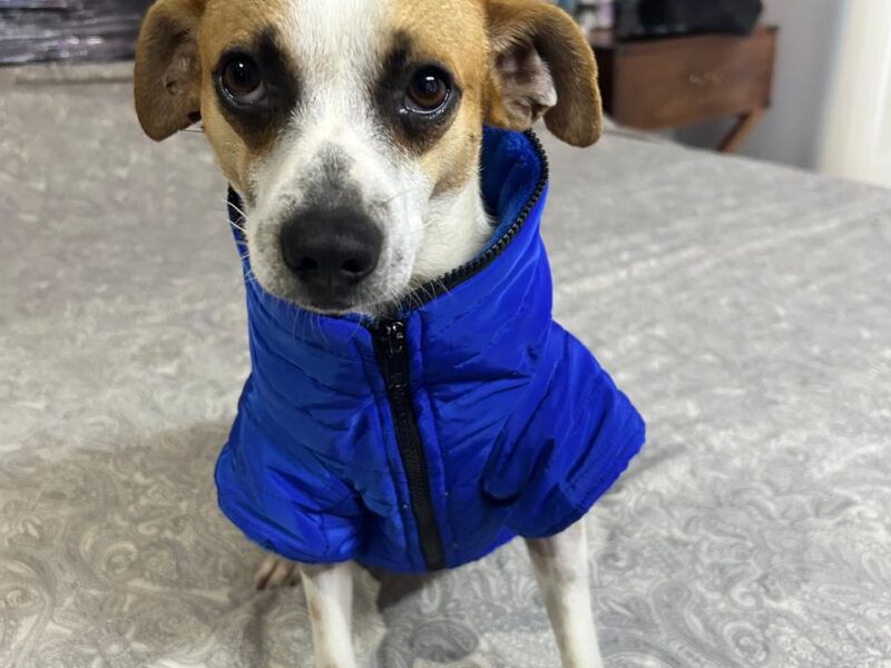 MILO