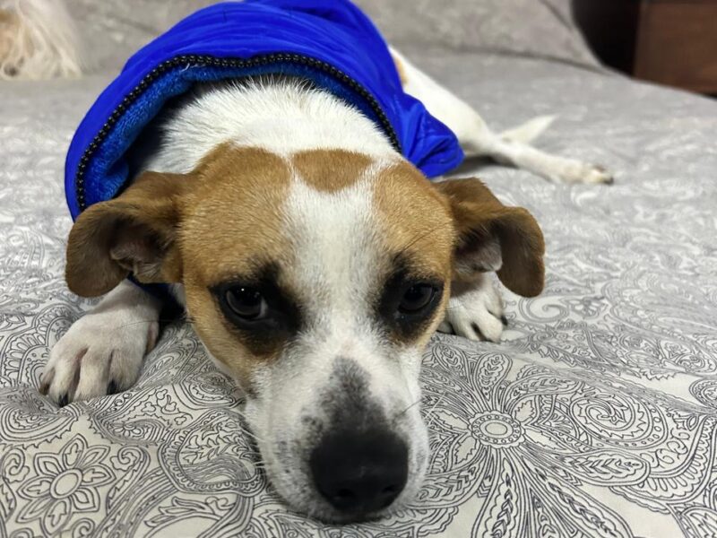 MILO