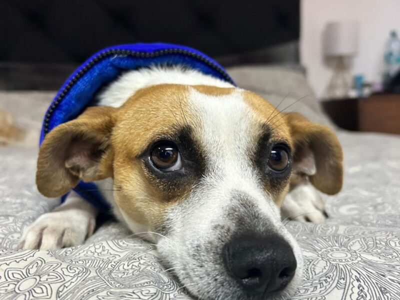 MILO