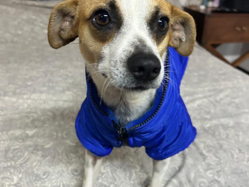 MILO