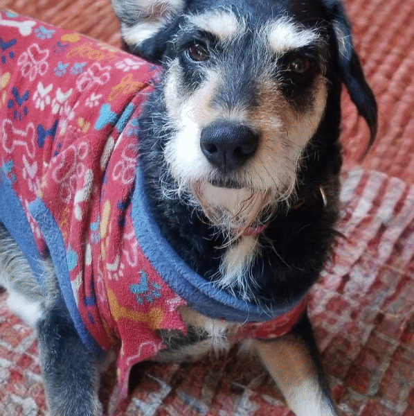 LOLA
