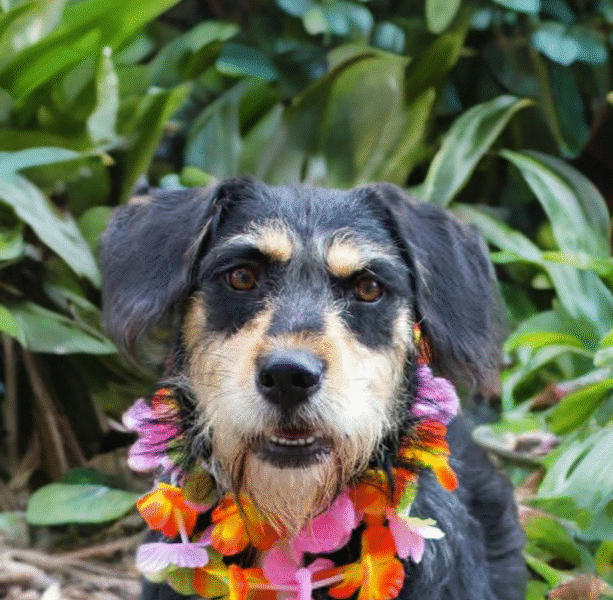 LOLA