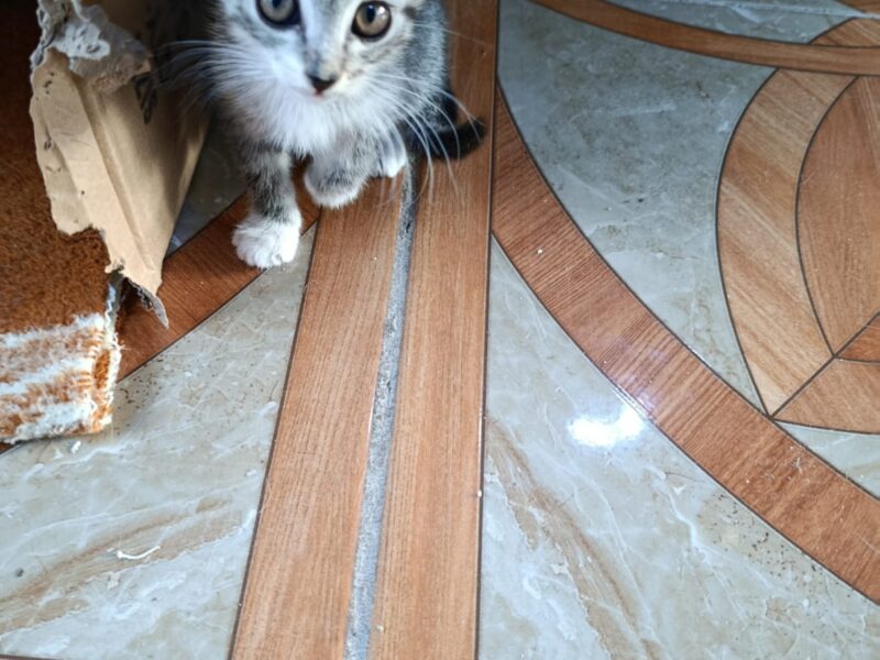 TIGRESITA