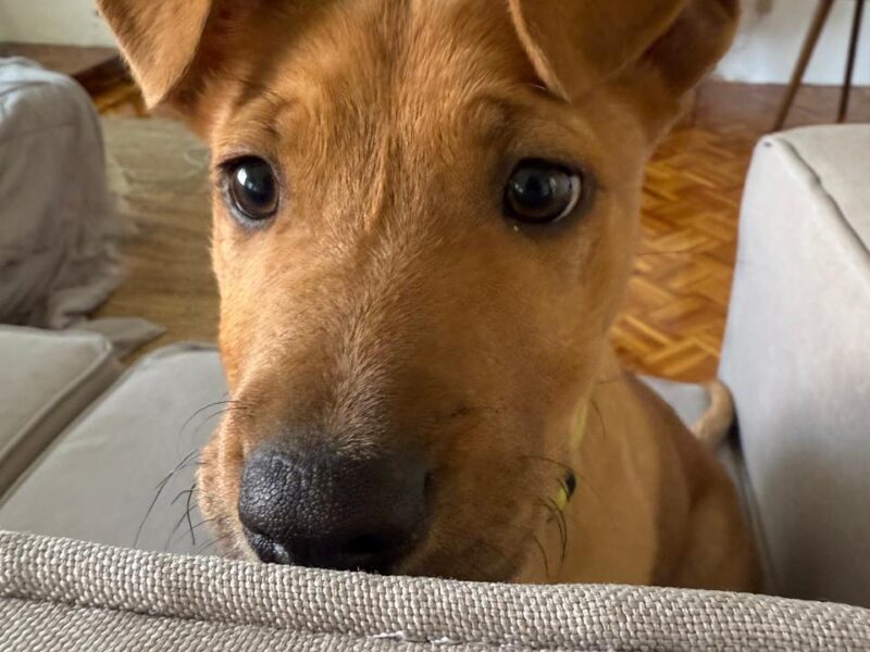 SCRAPPY DOO