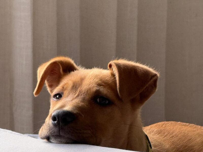 SCRAPPY DOO