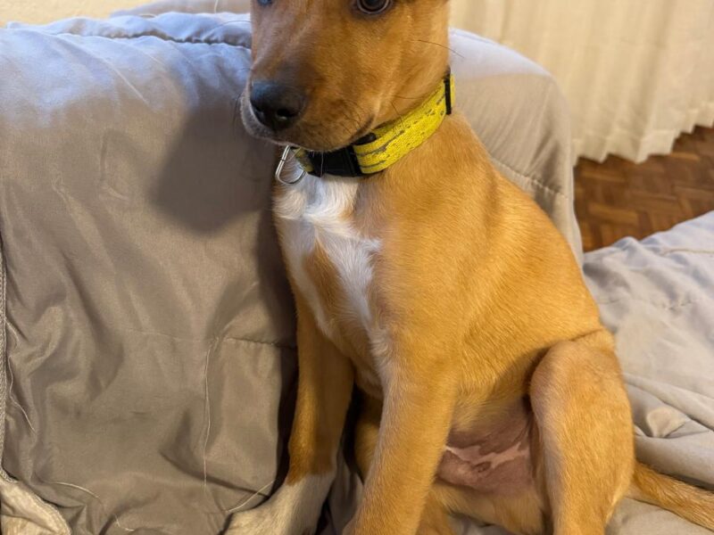 SCRAPPY DOO