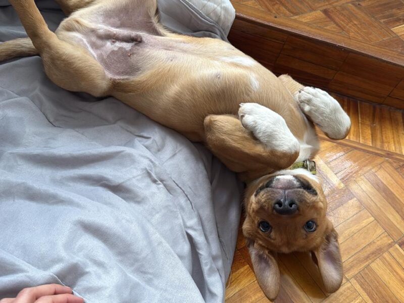SCRAPPY DOO