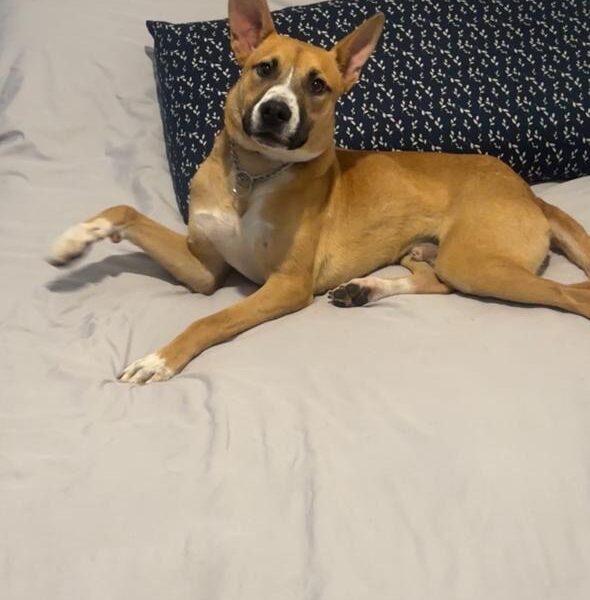 BRUNO