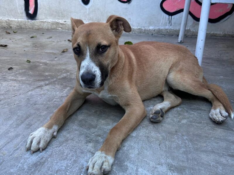 BRUNO