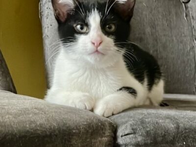 ALVIN