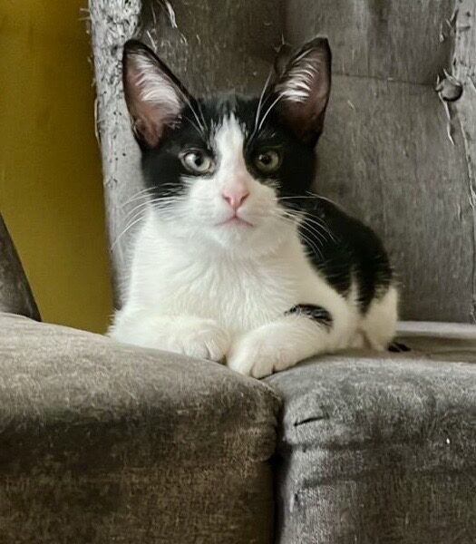 ALVIN