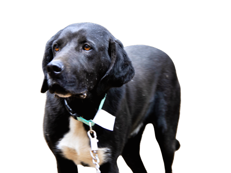 BALU