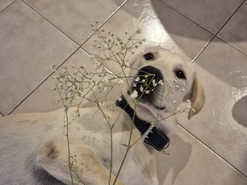 POPPY