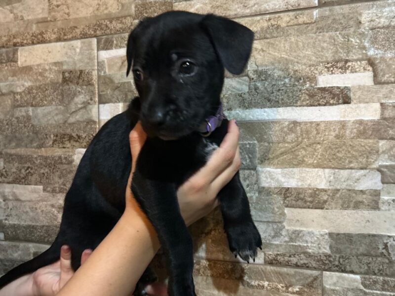 LOLA