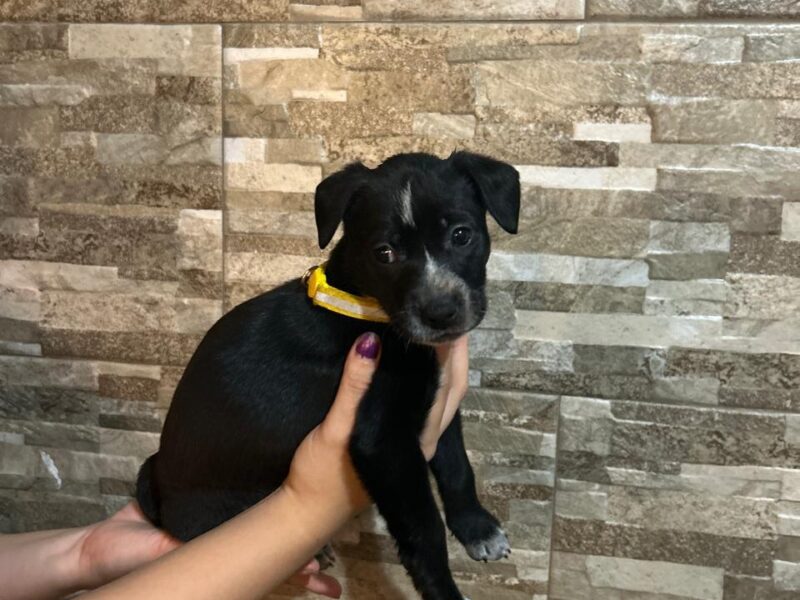 MAYA