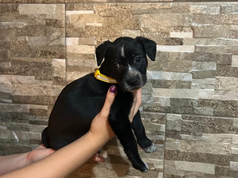 MAYA