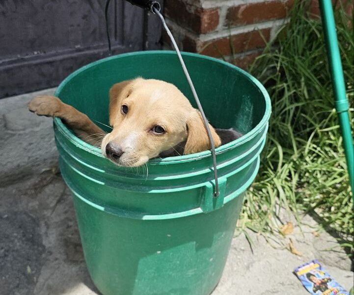 BENITO