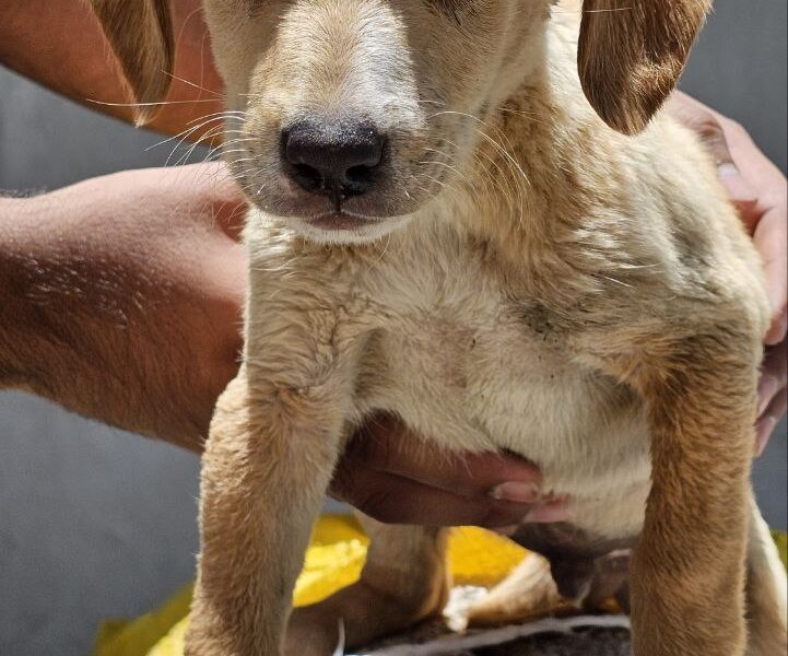 BENITO