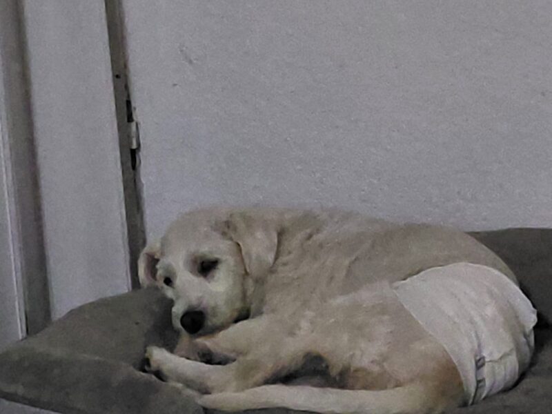 VIDA
