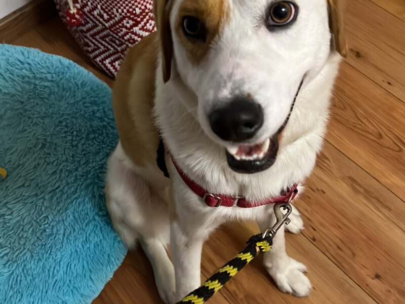 SAM