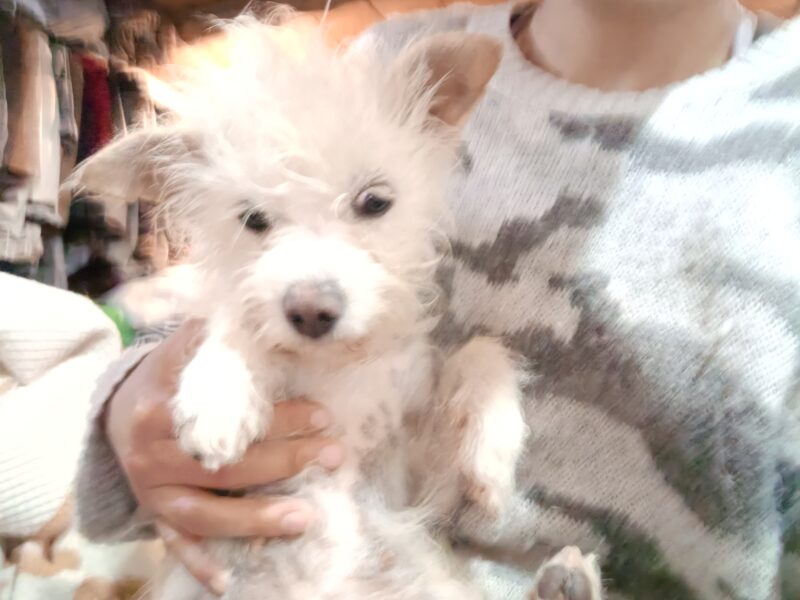 LAYKA