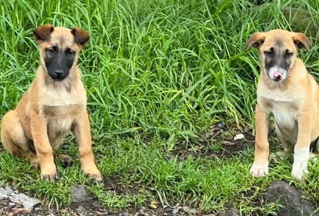 MILO Y MILA