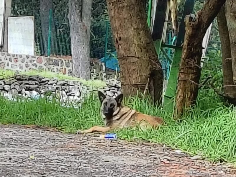 MILO Y MILA