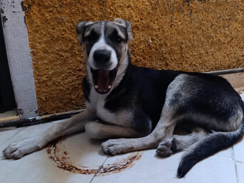 MAPACHE