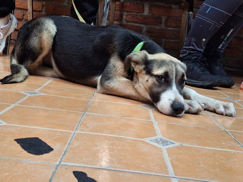 MAPACHE