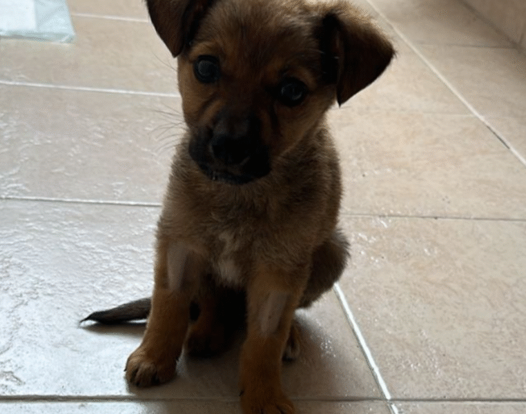 BROWNIE