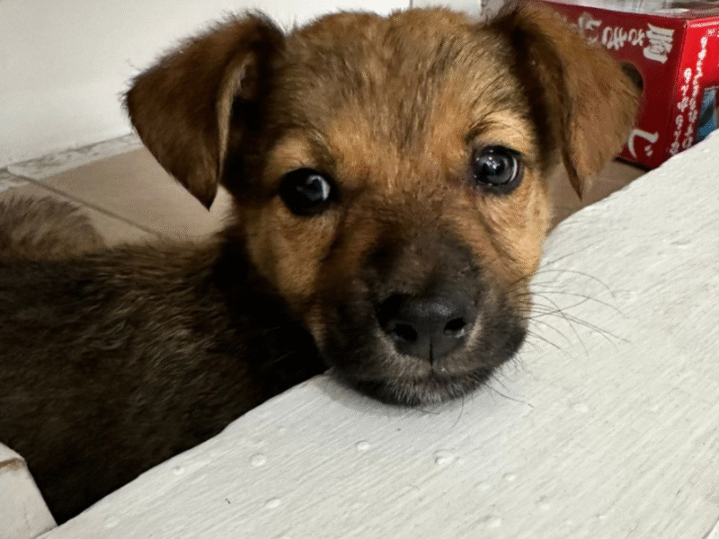 BROWNIE