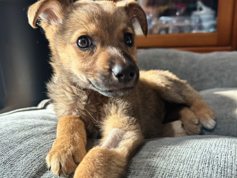 BROWNIE