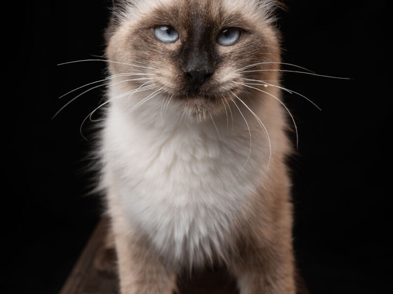 NILO