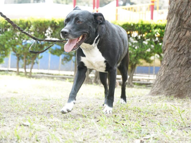NEGRITA