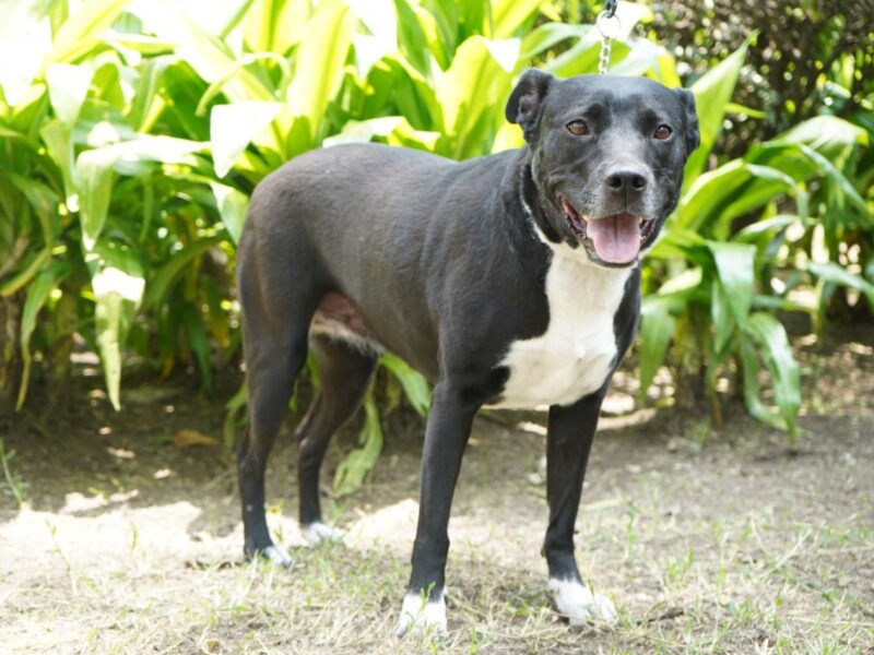 NEGRITA
