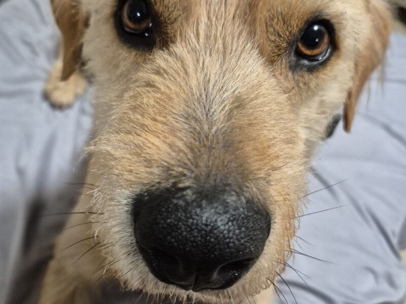 BENJI