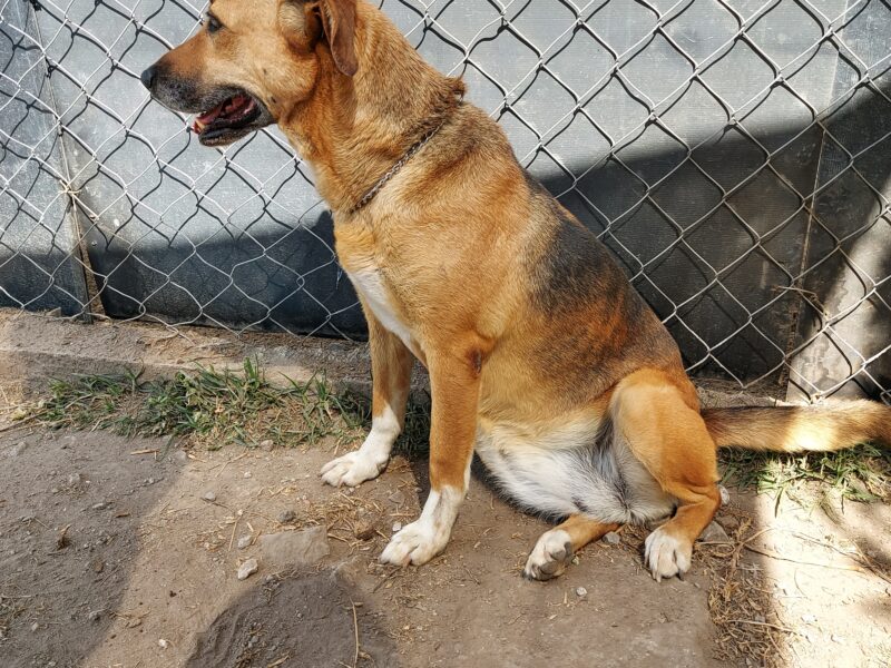 KORA