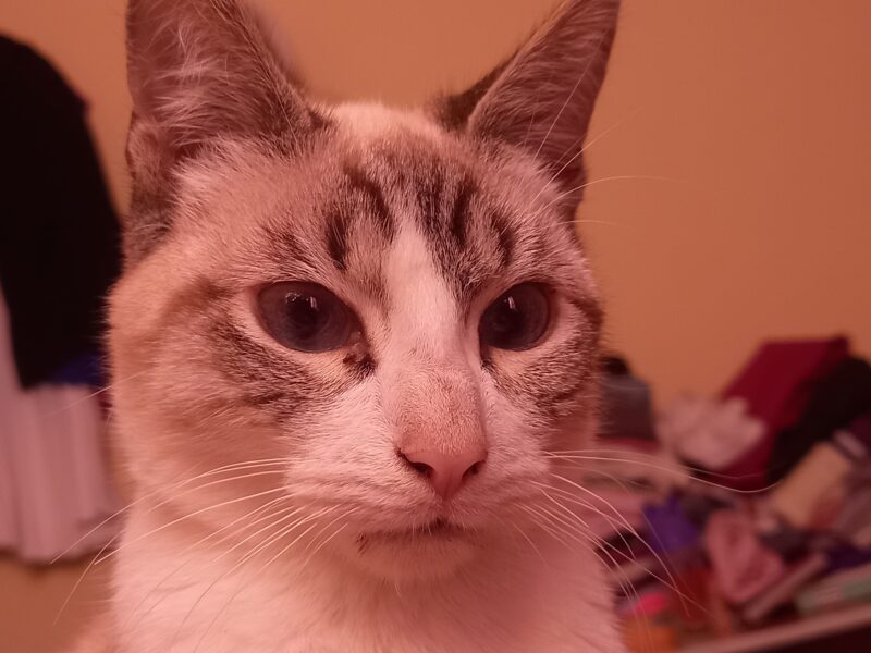 BOB