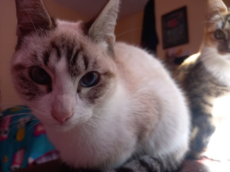 BOB