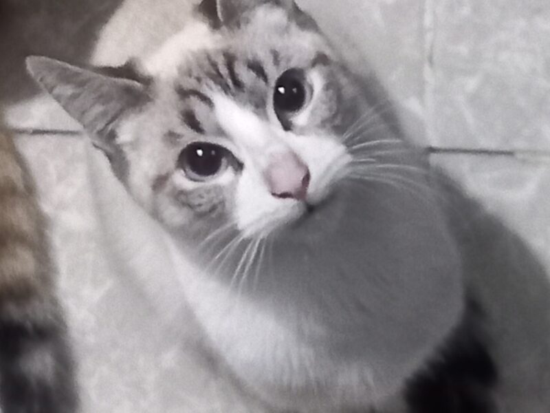 BOB