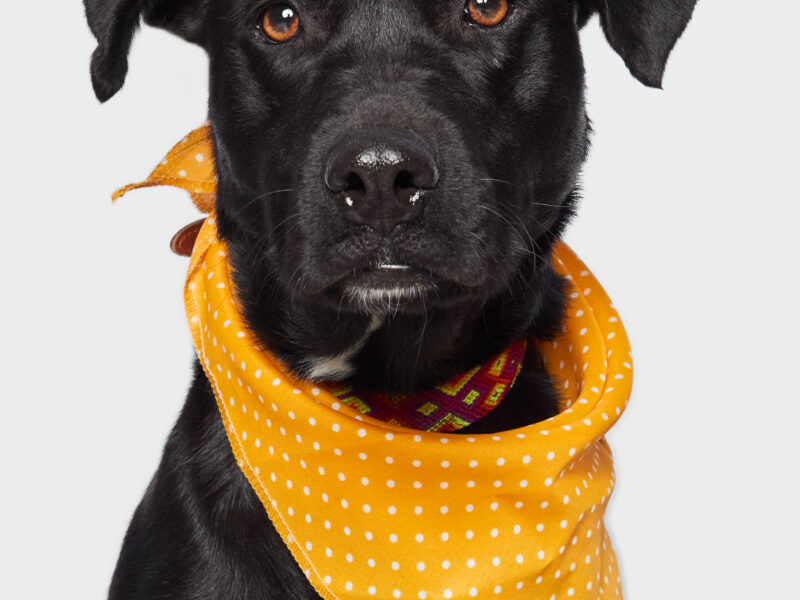 FRIDA