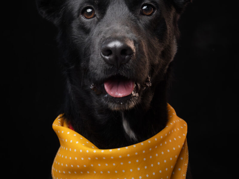 FRIJOLITO