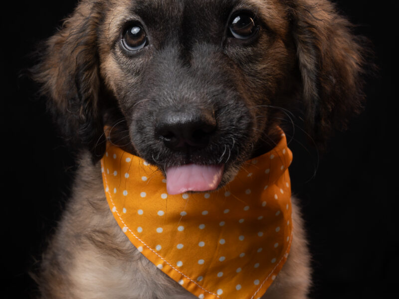 BOLITA