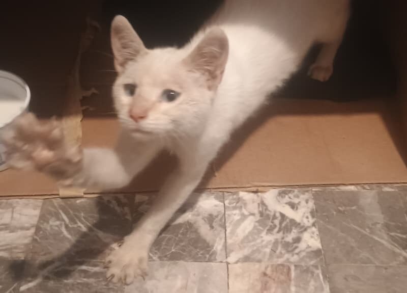 ROMEO