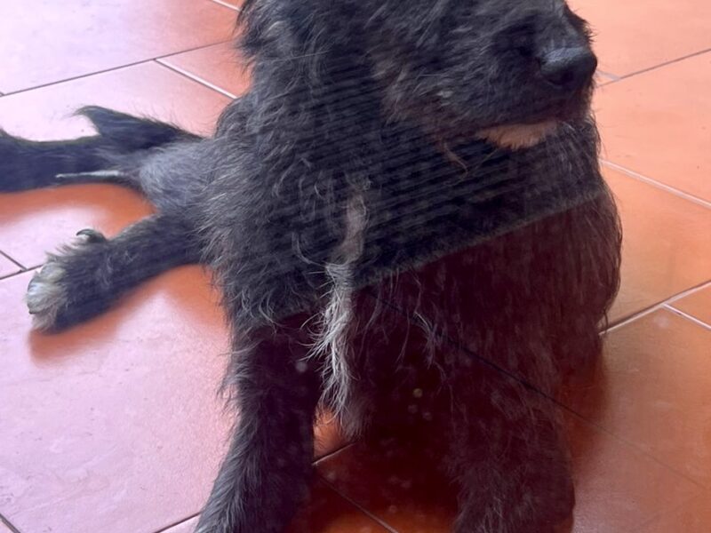 Flavia