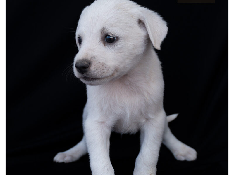 YUKI