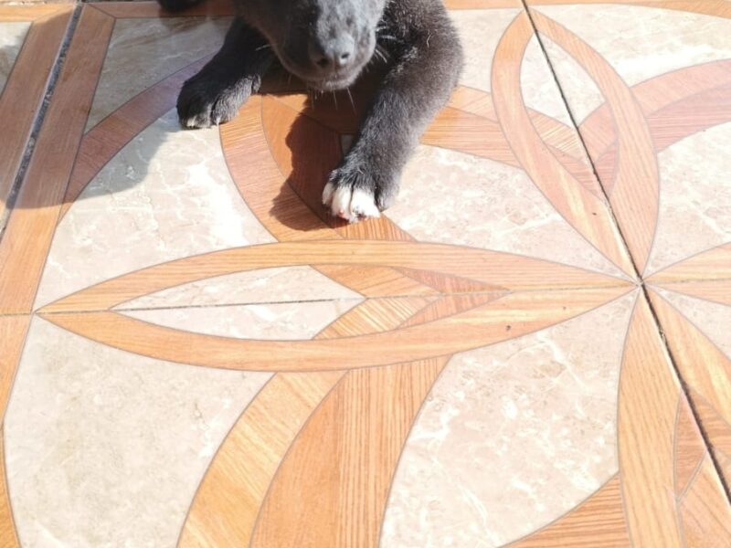 BRUNITO