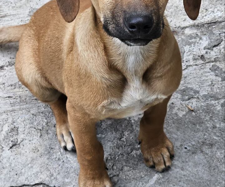 PANCHO CANELO