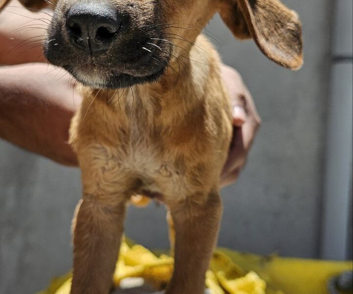 PANCHO CANELO